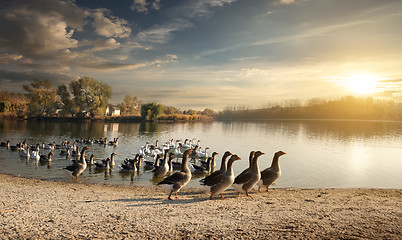 Image showing Flock of geese
