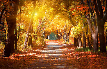 Image showing Alley in the autumn park