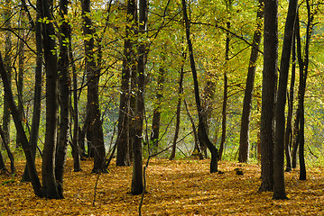 Image showing Forest in autumn