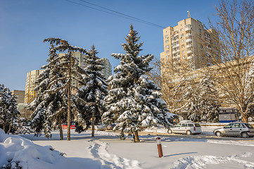 Image showing Snow-covered firs trees in city