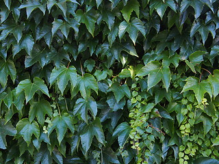 Image showing Ivy background