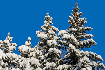 Image showing Snow covered fir trees