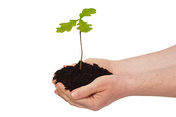 Image showing Man with young oak tree