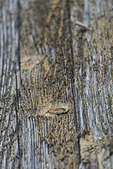 Image showing floe up of weathered wood