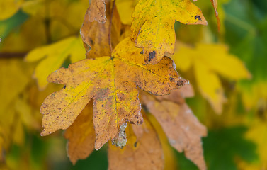 Image showing maple leaves in autumn