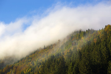 Image showing Misty forest in the Bavarian mountains