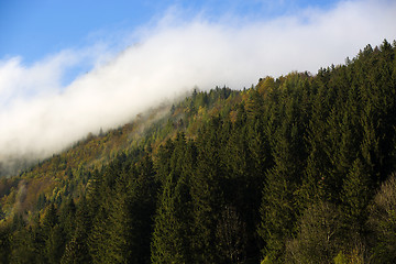 Image showing Misty forest in the Bavarian mountains