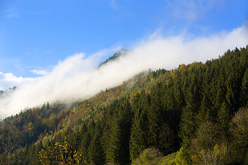 Image showing Misty forest in the Bavarian mountains