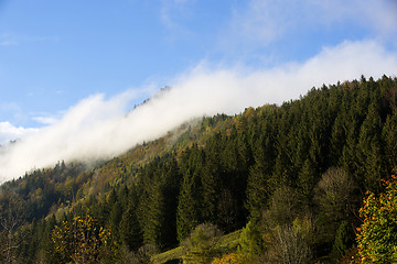 Image showing Misty forest in the Bavarian mountains