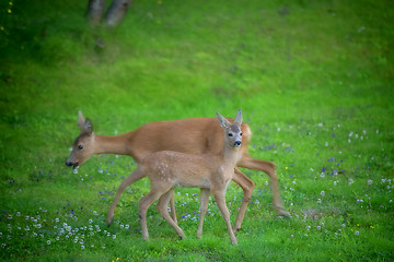 Image showing Roe deers in a garden