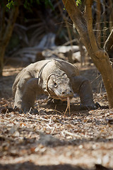 Image showing Komodo Dragon