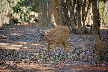 Image showing Komodo Deer