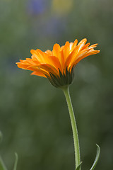 Image showing marigold