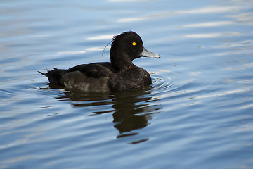 Image showing tufted duck