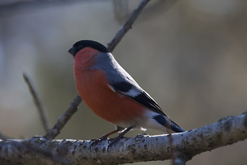 Image showing bullfinch