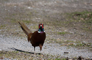 Image showing male pheasant