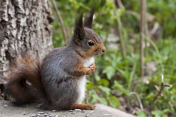 Image showing red squirrel