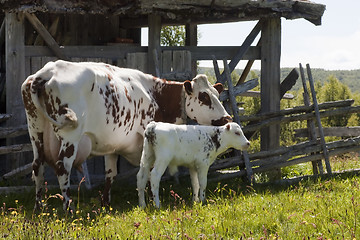 Image showing cow and calf