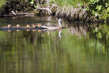 Image showing duck mother with ducklings