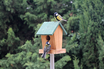 Image showing Birds Booths feeding
