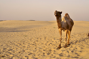 Image showing Camel in desert