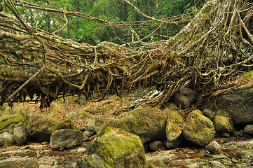 Image showing Old root bridge in India