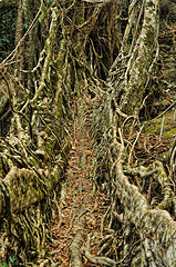 Image showing Root bridge