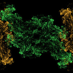 Image showing Symmetrical growth of bacteria