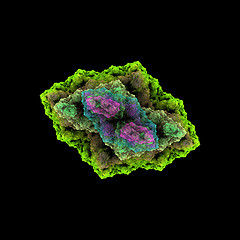 Image showing Symmetrical growth of bacteria