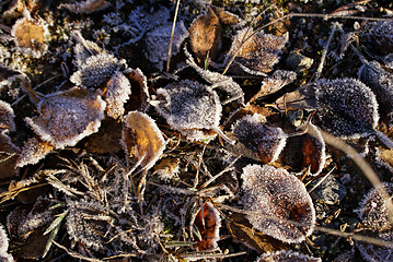 Image showing Frosty leaves