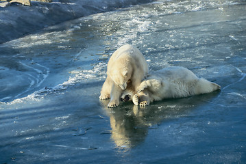 Image showing Polar bears