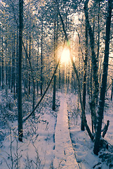 Image showing Winter sun in a forest