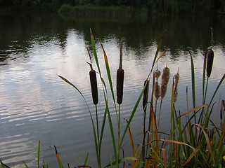 Image showing Bullrush