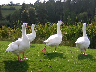 Image showing geese