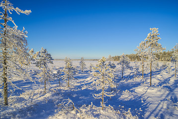 Image showing Snow-covered trees