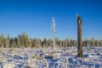 Image showing Snowy meadow