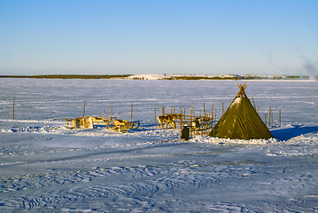 Image showing Reindeers in Finland