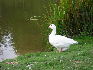 Image showing goose