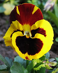Image showing Oh, my pansy