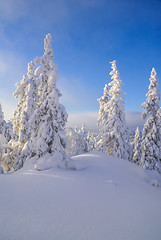 Image showing Trees hidden in snow