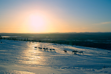 Image showing Finnish reindeer 