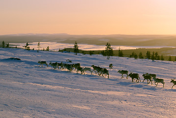 Image showing Reindeers in Finland