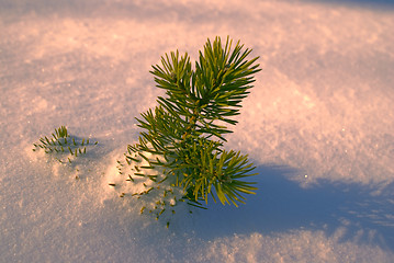 Image showing Branch in the snow