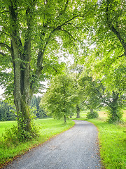 Image showing avenue tree green nature