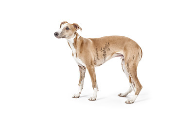 Image showing whippet