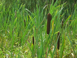 Image showing Bullrushes