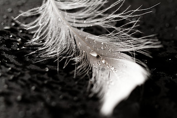 Image showing White feather with water drops