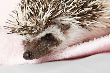 Image showing African white- bellied hedgehog