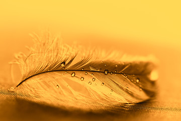 Image showing Yellow feather with water drops