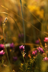 Image showing Meadow at sunset